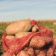 A sack of potatoes sat in a ploughed field