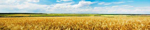 ripe wheat field