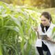 examine GM crop in field
