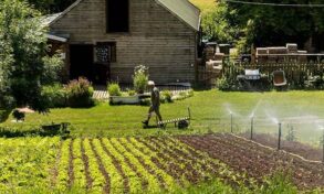 Organic farm worker among crops
